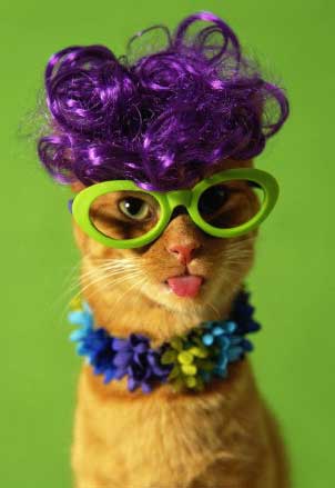 Un chat à la mode...